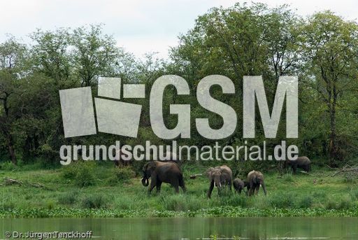 Afrikanischer Elefant (114 von 131).jpg